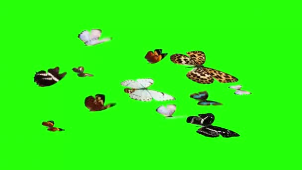 バタフライ グリーン スクリーン クロマ キーで飛ぶアニメーション グループ シームレスなループ — ストック動画