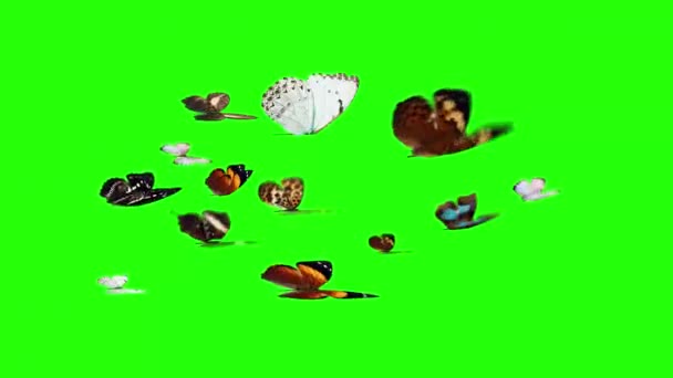 Motyle Animowana Grupa Latająca Zielonym Ekranie Chroma Key Płynna Pętla — Wideo stockowe