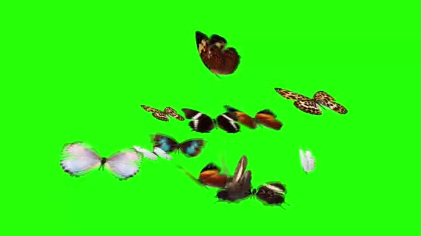 Papillons Groupe Animé Volant Sur Écran Vert Chroma Clé Boucle — Video