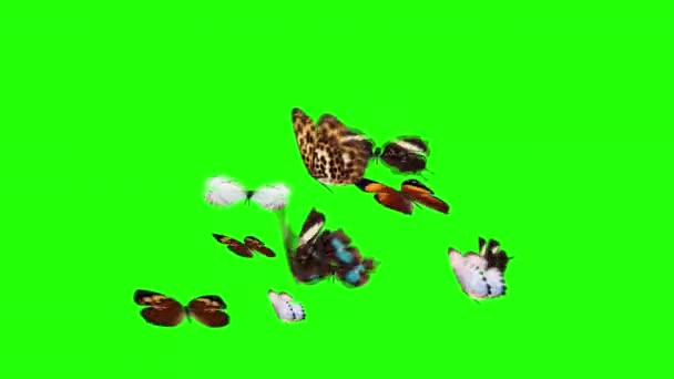 Farfalle Animato Gruppo Volo Chiave Cromatica Schermo Verde Anello Senza — Video Stock
