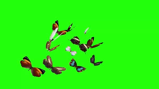 Kelebekler Yeşil Ekran Kroma Anahtarı Üzerinde Uçan Canlı Grup Kusursuz — Stok video