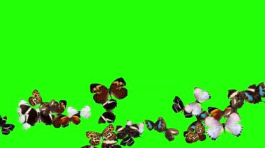 Yeşil ekranda uçan bir grup kelebek, doğa animasyon elementi
