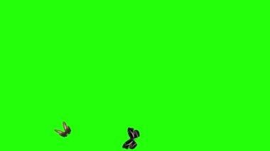 Yeşil ekranda uçan bir grup kelebek, doğa animasyon elementi