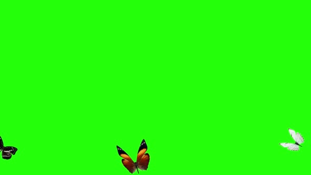 Grupp Fjärilar Flyger Grön Skärm Miljö Natur Animation Element — Stockvideo