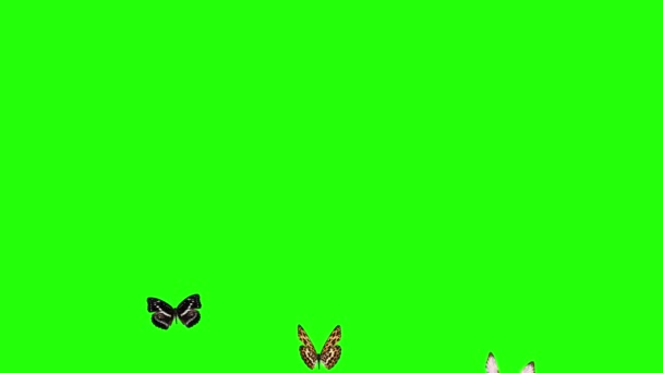 Ομάδα Πεταλούδων Που Πετούν Πράσινη Οθόνη Περιβάλλον Φύση Στοιχείο Animation — Αρχείο Βίντεο