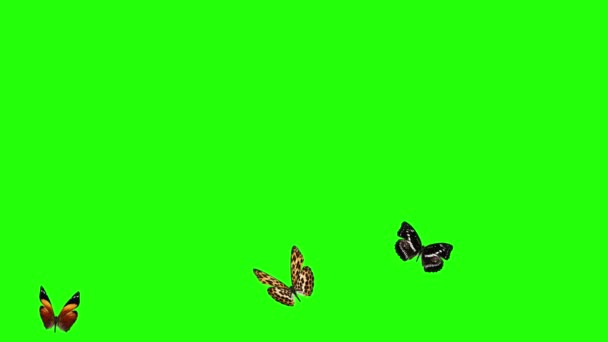 Grupo Mariposas Volando Pantalla Verde Medio Ambiente Elemento Animación Naturaleza — Vídeo de stock