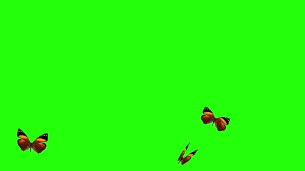 Grupp Fjärilar Flyger Grön Skärm Miljö Natur Animation Element — Stockvideo