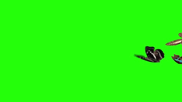Groupe Papillons Volant Sur Écran Vert Environnement Élément Animation Nature — Video