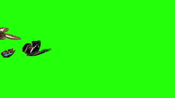 Grupo Mariposas Volando Pantalla Verde Medio Ambiente Elemento Animación Naturaleza — Vídeos de Stock