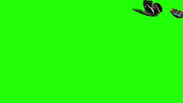 Gruppo Farfalle Che Volano Sullo Schermo Verde Elemento Animazione Natura — Video Stock