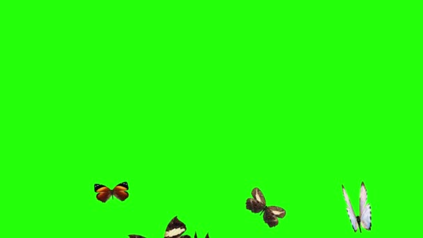 Grup Fluturi Care Zboară Ecranul Verde Elementul Animație Naturii Mediului — Videoclip de stoc