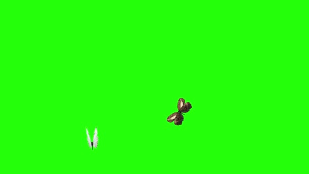 Yeşil Ekranda Uçan Bir Grup Kelebek Doğa Animasyon Elementi — Stok video