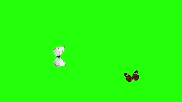 Groupe Papillons Volant Sur Écran Vert Environnement Élément Animation Nature — Video