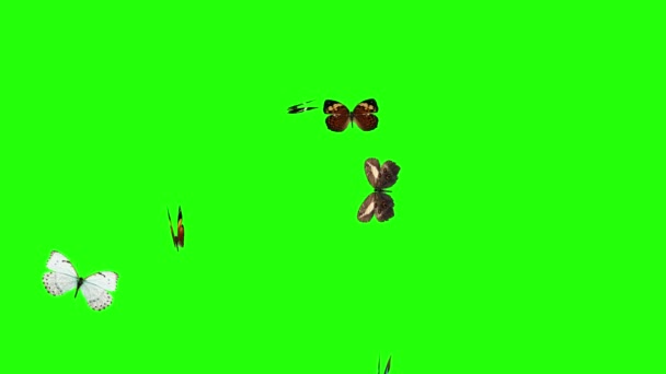 Grupo Borboletas Voando Tela Verde Ambiente Elemento Animação Natureza — Vídeo de Stock