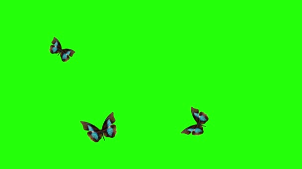 Yeşil Ekranda Uçan Bir Grup Kelebek Doğa Animasyon Elementi — Stok video