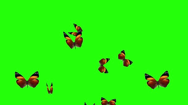 緑色のスクリーンで飛ぶ蝶のグループ 環境の自然アニメーション要素 — ストック動画