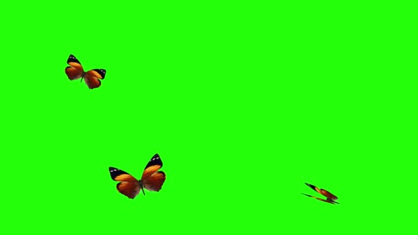 Grupa Motyli Latających Zielonym Ekranie Element Animacji Przyrodniczej Środowiska — Wideo stockowe