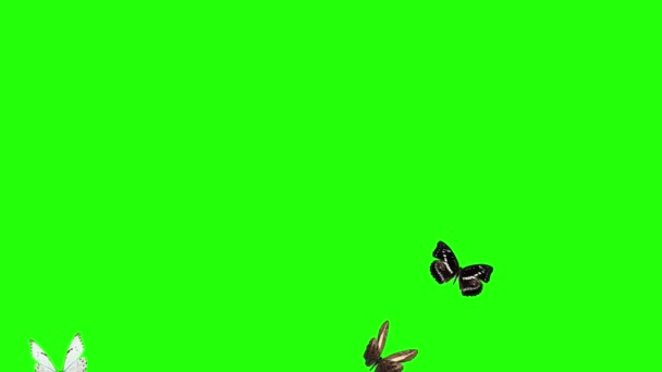 Grupo Borboletas Voando Tela Verde Ambiente Elemento Animação Natureza — Vídeo de Stock