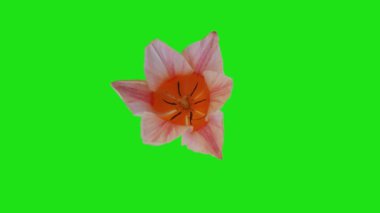 Çiçek açan 2D animasyon, kroma anahtarı
