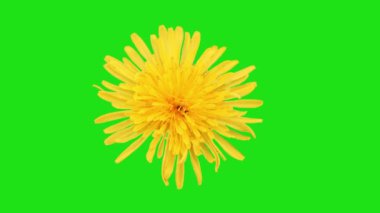 Çiçek açan 2D animasyon, kroma anahtarı
