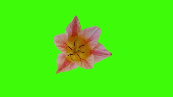 Flor Floreciente Animación Croma Clave — Vídeos de Stock