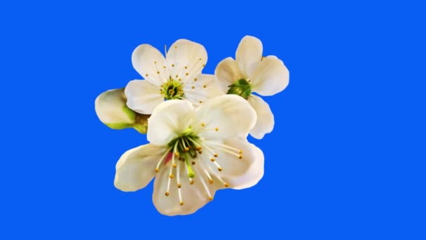 Ανθισμένα Λουλούδια Animation Chroma Key — Αρχείο Βίντεο