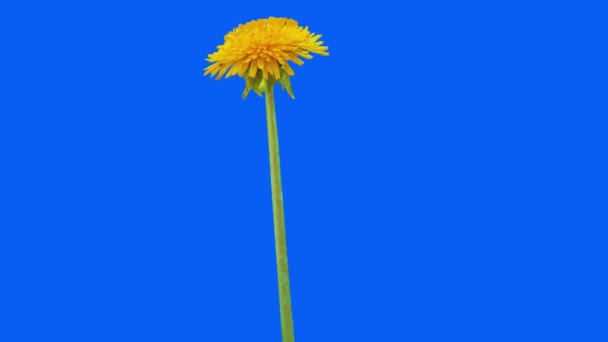 Ανθισμένα Λουλούδια Animation Chroma Key — Αρχείο Βίντεο