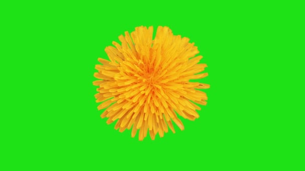 Flor Floreciente Animación Croma Clave — Vídeo de stock