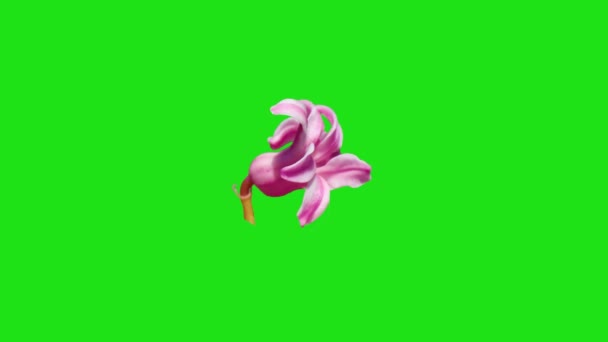 Kvetoucí Květina Animace Chroma Klíč — Stock video