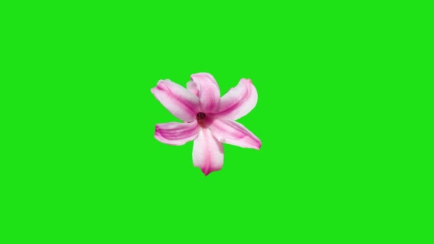 Fleur Fleurie Animation Clé Chromatique — Video