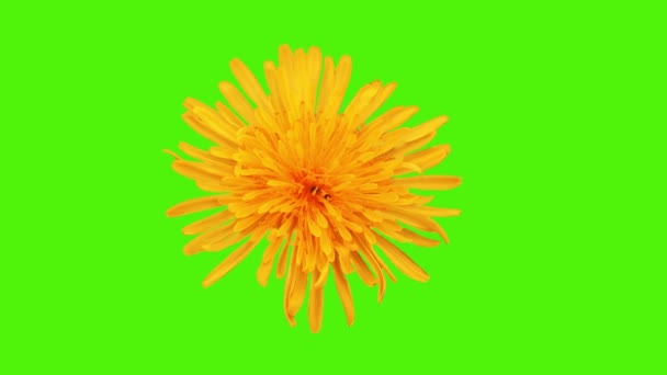 Ρεαλιστικό Λουλούδι Κινουμένων Σχεδίων Χρωματικό Βασικό Υπόβαθρο Αδιάλειπτη Βρόχο — Αρχείο Βίντεο