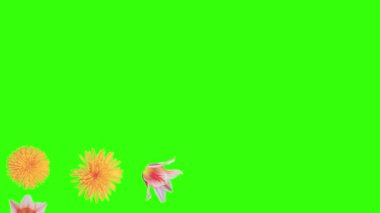 Yaz çiçekleri animasyon elementleri, kroma anahtarı