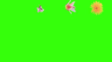 Yaz çiçekleri animasyon elementleri, kroma anahtarı