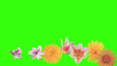 Yaz çiçekleri animasyon elementleri, kroma anahtarı