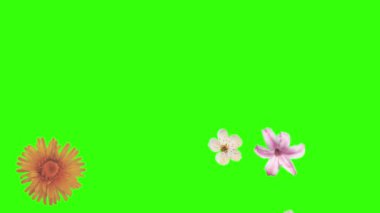 Yaz çiçekleri animasyon elementleri, kroma anahtarı