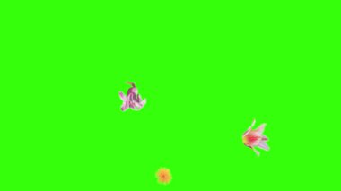 Yaz çiçekleri animasyon elementleri, kroma anahtarı