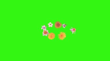 Yaz çiçekleri animasyon elementleri, kroma anahtarı