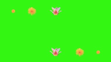 Yaz çiçekleri animasyon elementleri, kroma anahtarı