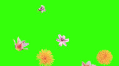 Yaz çiçekleri animasyon elementleri, kroma anahtarı