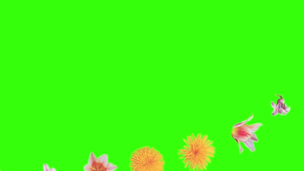 Yaz Çiçekleri Animasyon Elementleri Kroma Anahtarı — Stok video