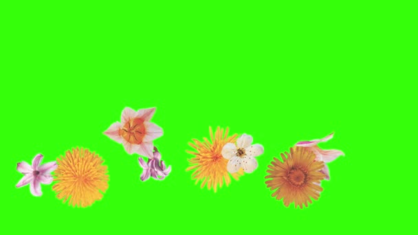 Elementy Animacji Letnich Kwiatów Klawisz Chroma — Wideo stockowe