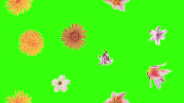 Elementy Animacji Letnich Kwiatów Klawisz Chroma — Wideo stockowe