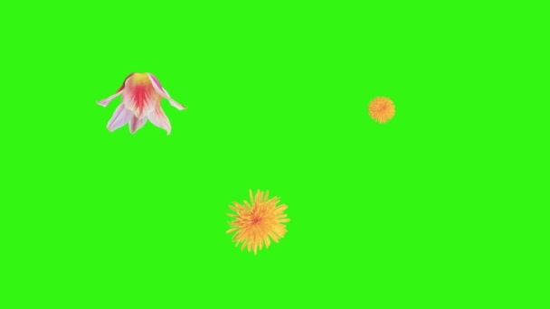 Yaz Çiçekleri Animasyon Elementleri Kroma Anahtarı — Stok video