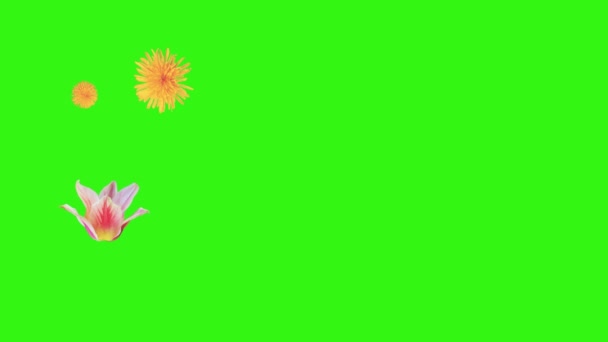 Bunga Musim Panas Animasi Elemen Kunci Kroma — Stok Video