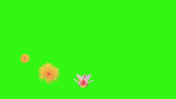 Bunga Musim Panas Animasi Elemen Kunci Kroma — Stok Video