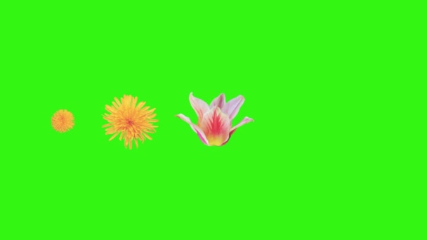 Sommar Blommor Animation Element Kroma Nyckel — Stockvideo