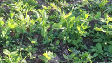 Bahçe işleri, mısır bitkileri, ot temizleme...