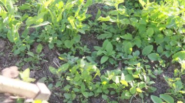 Bahçe işleri, mısır bitkileri, ot temizleme...