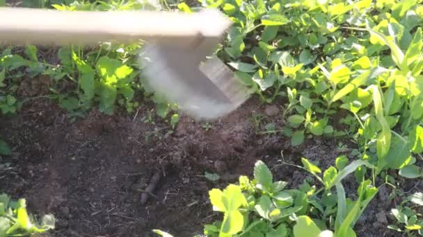 Atividade Jardinagem Plantas Milho Remoção Ervas Daninhas Perto — Vídeo de Stock
