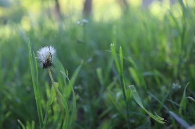 Doğa Yeşil Çimen arka planı, güneşli yaz zamanı, kırsal alan